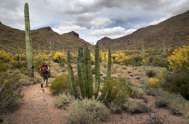 A man walks among cactus plants and yellow flowers inside the Organ Pipe Cactus National Monument in Arizona.