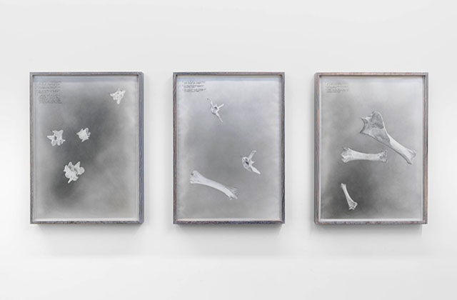 The Transcendence of Time. Three framed pictures showcasing horse bones on a white wall.