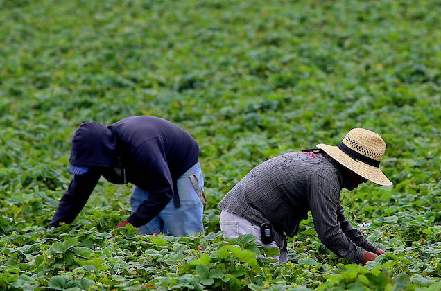 Two people with their heads and faces covered bend over to tend to crops in a large field.