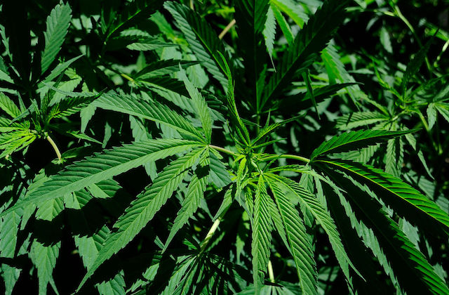 Image of a marijuana plant