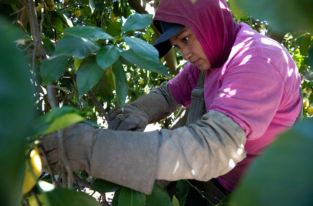 Farmer. Latinx woman wearing pink Tee shirt, long sleeve gray shirt and red covering over blue hat.