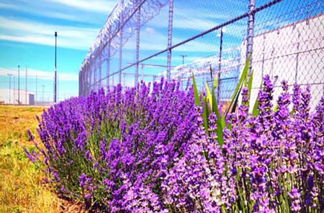 Lavender.  Lavender growing around the barbed wires of the Washington State Penitentiary.