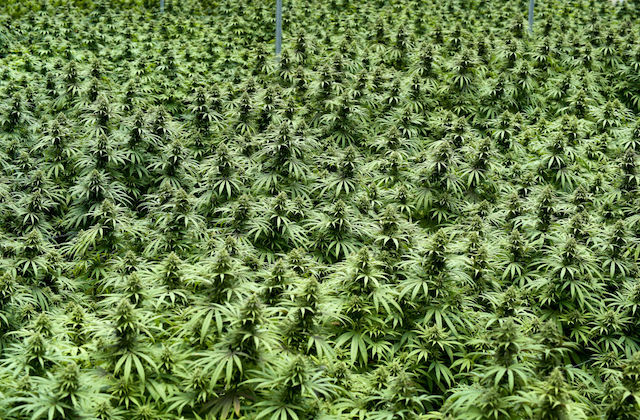 field of green marijuana plants