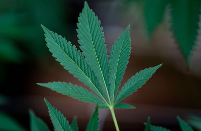 Close-up of a green marijuana leaf