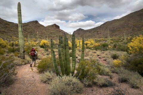 A man walks among cactus plants and yellow flowers inside the Organ Pipe Cactus National Monument in Arizona.