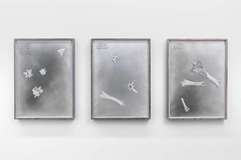 The Transcendence of Time. Three framed pictures showcasing horse bones on a white wall.