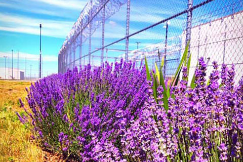 Lavender.  Lavender growing around the barbed wires of the Washington State Penitentiary.