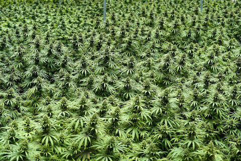 field of green marijuana plants