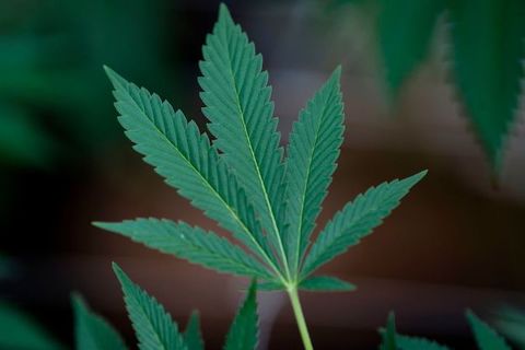 Close-up of a green marijuana leaf