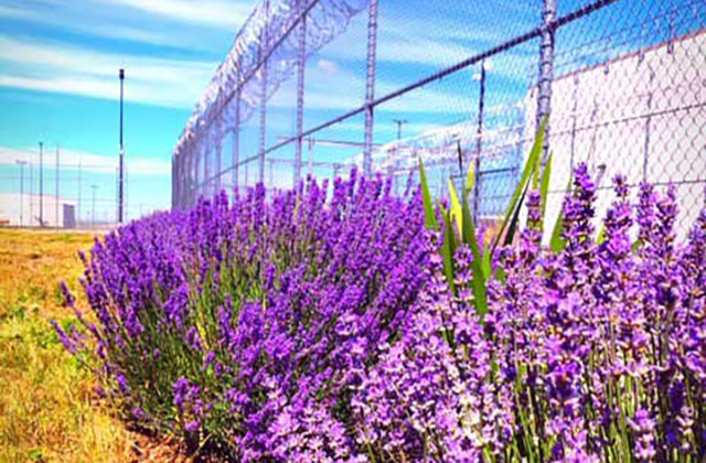 A Medicinal Garden Grows at Washington State Penitentiary
