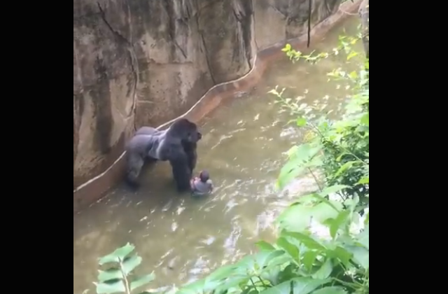 Animal Rights Activists Want Justice for Gorilla Killed to Save Child