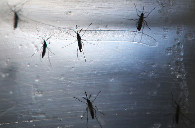 4 Zika Virus Cases in Florida Could Mean Mosquitoes Carry Virus